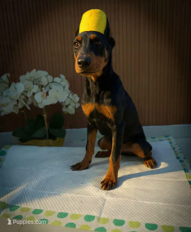 Xena – Doberman Pinscher puppy for sale in Temecula, CA