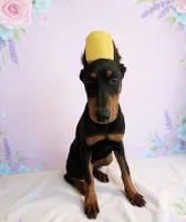 Xena, a female Doberman Pinscher for sale in Temecula, CA – Photo 2 of 3