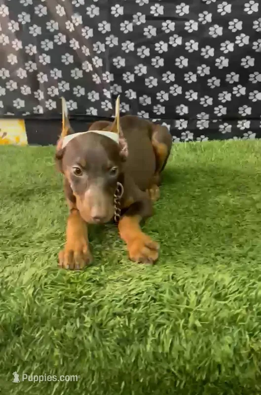 Katana – Doberman Pinscher puppy for sale in Temecula, CA