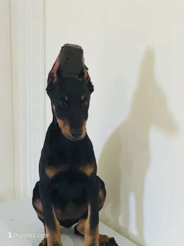 Kim – Doberman Pinscher puppy for sale in Temecula, CA