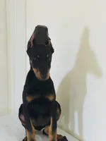 Kim, a female Doberman Pinscher for sale in Temecula, CA – 3 of 3