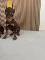 max, a male Doberman Pinscher for sale in Temecula, CA – 2 of 2