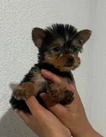 poncho, a male Yorkshire Terrier for sale in Temecula, CA – 3 of 3