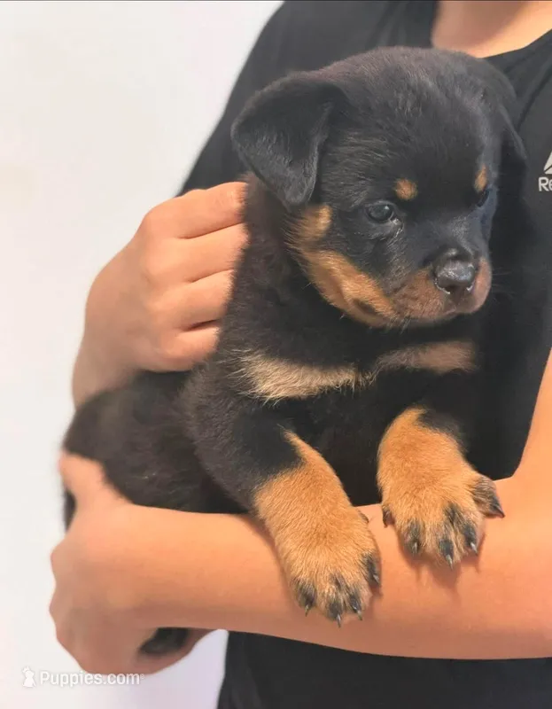 Brutus – Rottweiler puppy for sale in Temecula, CA