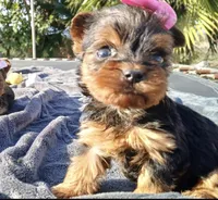 kitty , a female Yorkshire Terrier for sale in Temecula, CA – 1 of 2