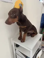 Bella, a female Doberman Pinscher for sale in Temecula, CA – 1 of 2