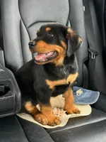 Ares, a male Rottweiler for sale in Temecula, CA – 2 of 2