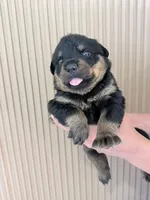 Hiley, a female Rottweiler for sale in Temecula, CA – 2 of 2