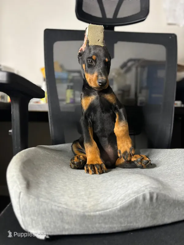 Kira – Doberman Pinscher puppy for sale in Temecula, CA