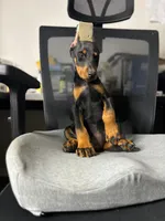 Kira, a female Doberman Pinscher for sale in Temecula, CA – 1 of 1