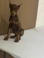Ginnie, a female Doberman Pinscher for sale in Temecula, CA – 3 of 3