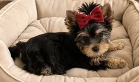 Canela, a female Yorkshire Terrier for sale in Temecula, CA – 1 of 1