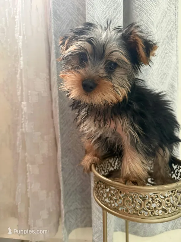 tommy – Yorkshire Terrier puppy for sale in Temecula, CA