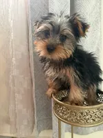 tommy, a male Yorkshire Terrier for sale in Temecula, CA – 1 of 2