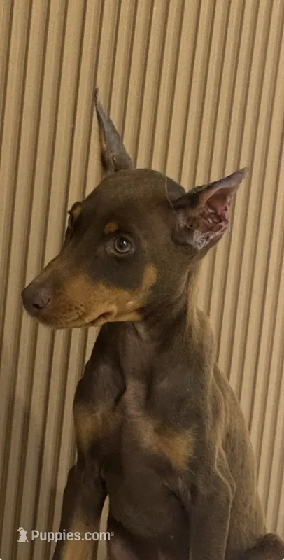 Ginnie – Doberman Pinscher puppy for sale in Temecula, CA