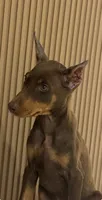 Ginnie, a female Doberman Pinscher for sale in Temecula, CA – 1 of 3