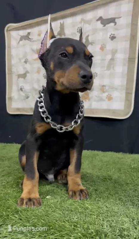 Anubis  – Doberman Pinscher puppy for sale in Temecula, CA