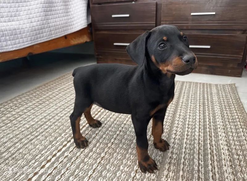 Serena – Doberman Pinscher puppy for sale in Temecula, CA