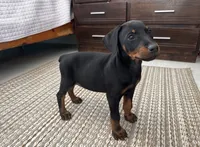 Serena, a female Doberman Pinscher for sale in Temecula, CA – 1 of 2
