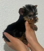 Lily, a female Yorkshire Terrier for sale in Temecula, CA – 2 of 2