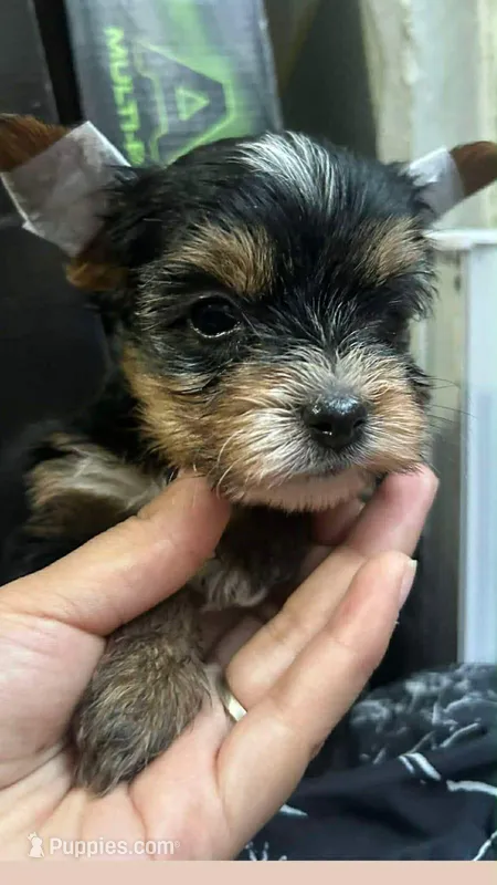 Kyle – Yorkshire Terrier puppy for sale in San Diego, CA