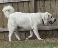 Buzz Light Year, a male Great Pyrenees for sale in Terlingua, TX – 5 of 7