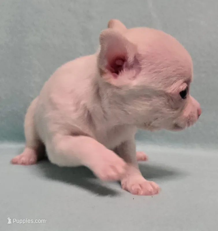 Junior – Chihuahua puppy for sale in Terlingua, TX
