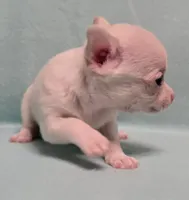 Junior, a male Chihuahua for sale in Terlingua, TX – 1 of 3