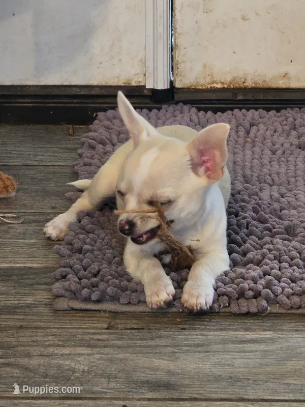 Junior – Chihuahua puppy for sale in Terlingua, TX