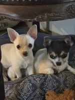 Junior, a male Chihuahua for sale in Terlingua, TX – 2 of 6