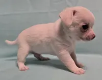 Little Man, a male Chihuahua for sale in Terlingua, TX – 3 of 3