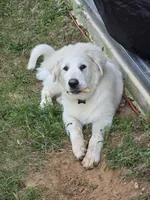 Buzz Light Year, a male Great Pyrenees for sale in Terlingua, TX – 2 of 2