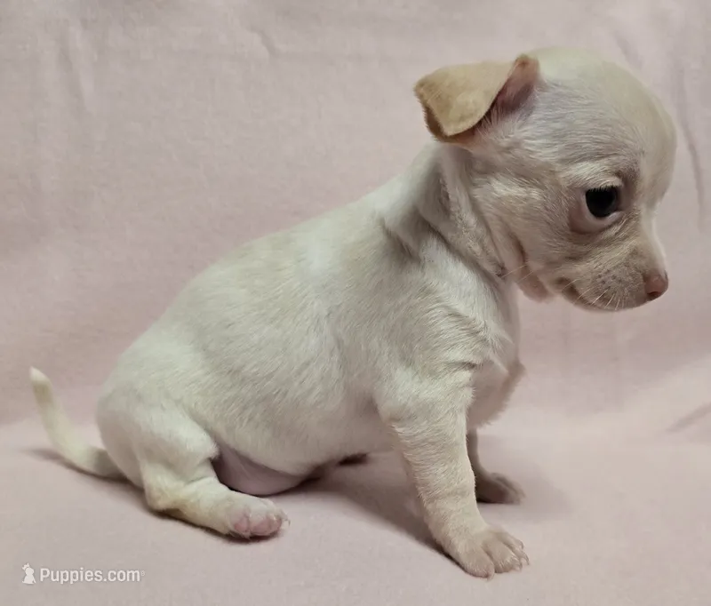 Baby Girl – Chihuahua puppy for sale in Terlingua, TX