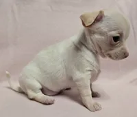 Baby Girl, a female Chihuahua for sale in Terlingua, TX – 1 of 4