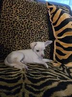 Little Man, a male Chihuahua for sale in Terlingua, TX – 3 of 8