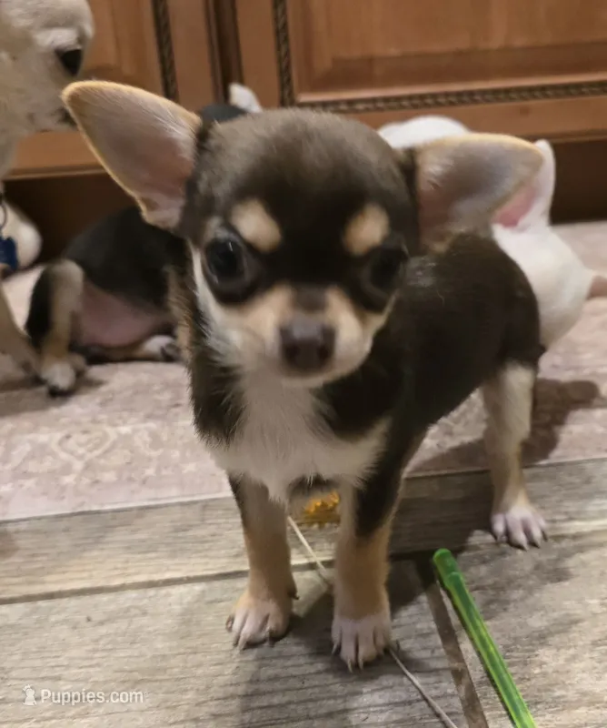 Cocoa – Chihuahua puppy for sale in Terlingua, TX