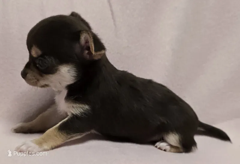 Cocoa – Chihuahua puppy for sale in Terlingua, TX