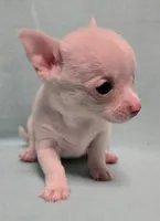 Freckles, a male Chihuahua for sale in Terlingua, TX – 3 of 3
