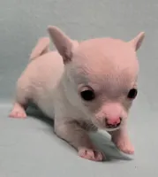 Junior, a male Chihuahua for sale in Terlingua, TX – 2 of 3