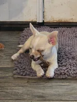 Little Man, a male Chihuahua for sale in Terlingua, TX – 2 of 8