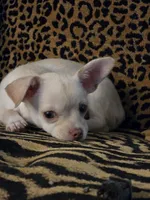 Little Man, a male Chihuahua for sale in Terlingua, TX – 5 of 8