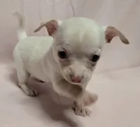 Baby Girl, a female Chihuahua for sale in Terlingua, TX – 4 of 4