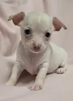 Baby Girl, a female Chihuahua for sale in Terlingua, TX – 2 of 4