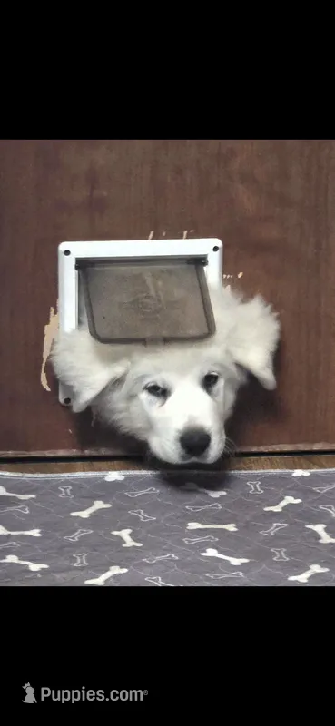 Buzz Light Year – Great Pyrenees puppy for sale in Terlingua, TX