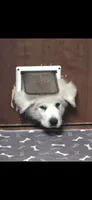 Buzz Light Year, a male Great Pyrenees for sale in Terlingua, TX – 1 of 2