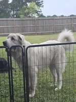 Buzz Light Year, a male Great Pyrenees for sale in Terlingua, TX – 3 of 7