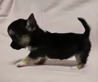 Shebear, a female Chihuahua for sale in Terlingua, TX – 2 of 3