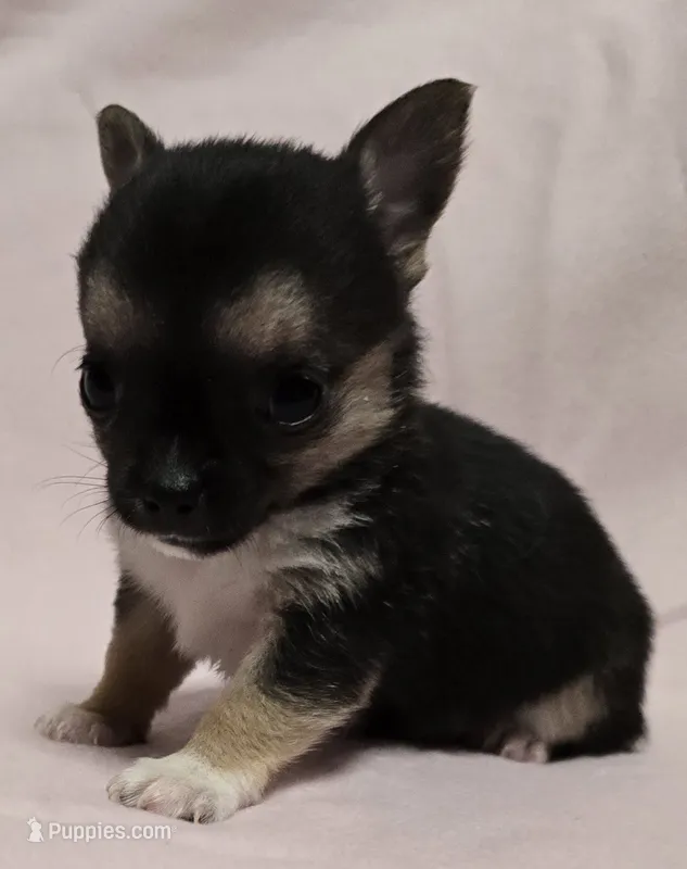 Shebear – Chihuahua puppy for sale in Terlingua, TX