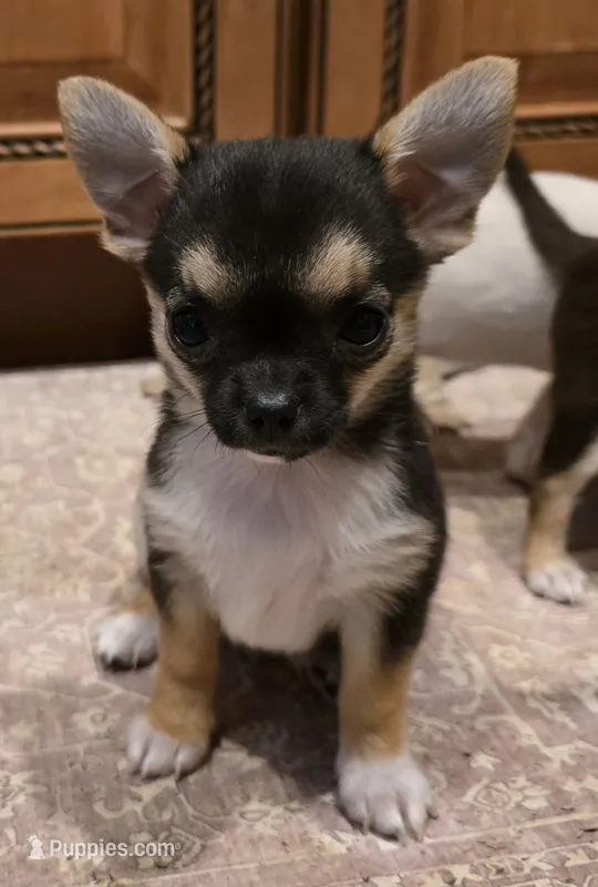 Shebear – Chihuahua puppy for sale in Terlingua, TX