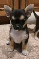 Shebear, a female Chihuahua for sale in Terlingua, TX – 1 of 5